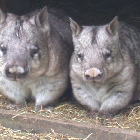 Fauna Australia Wildlife Retreat Lavers Hill Exterior foto