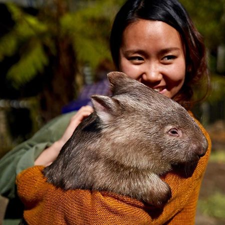 Fauna Australia Wildlife Retreat Lavers Hill Exterior foto