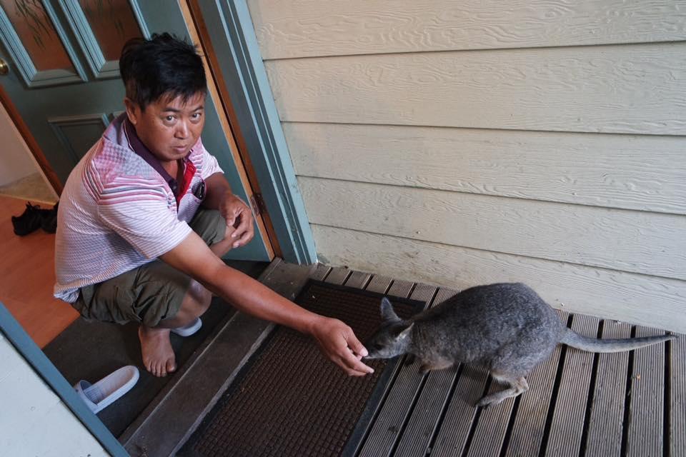 Fauna Australia Wildlife Retreat Lavers Hill Exterior foto