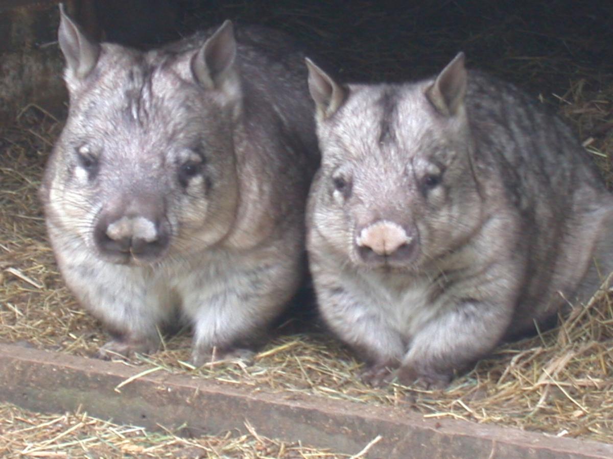 Fauna Australia Wildlife Retreat Lavers Hill Exterior foto