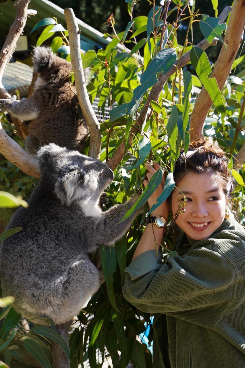 Fauna Australia Wildlife Retreat Lavers Hill Exterior foto